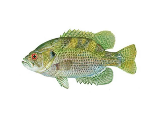 Rock Bass