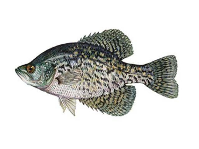 Crappie Fish